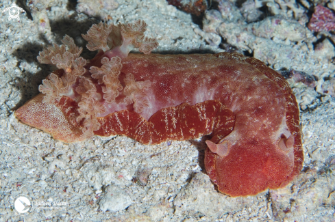 A Spanish Dancer