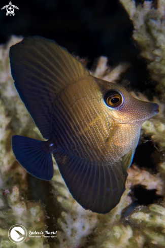 A Zebrasoma scopas | Brushtail Tang