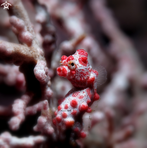 A Bargibanti pygmy seahorse