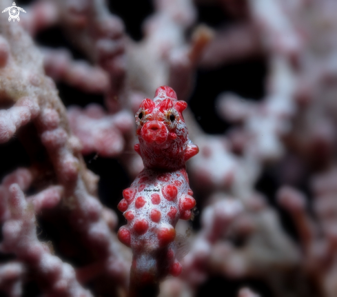 A Hippocampus Bargibanti  | Bargibanti pygmy seahorse