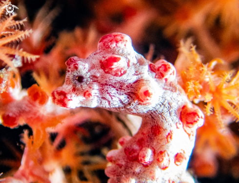 A pigmy seahorse