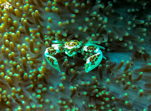 A PORCELAIN CRAB