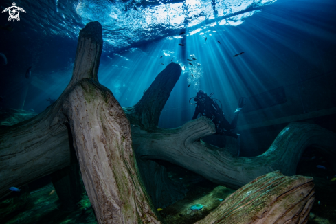 A Indoor diving Todi Belgium