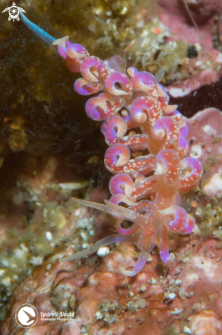 A Pink and Purple Phyllosdesmium Nudibranch