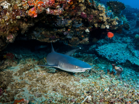 A Triaenodon obesus | Whitetip Reef Shark