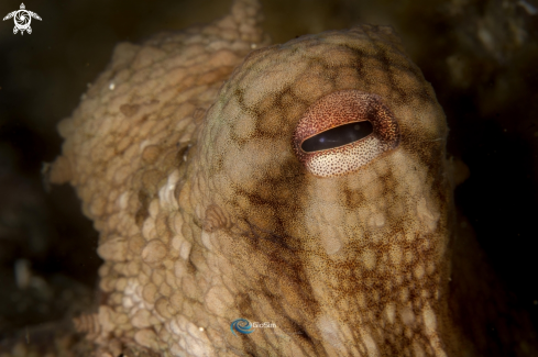 A Octopus eyes