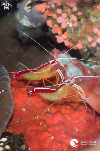 A White-Banded Cleaner Shrimp