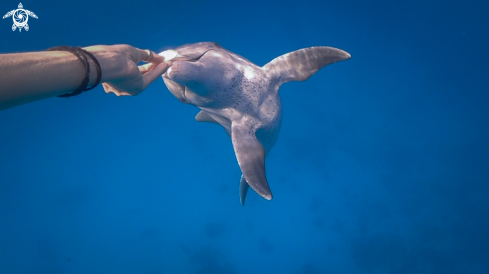 A bottlenose dolphin