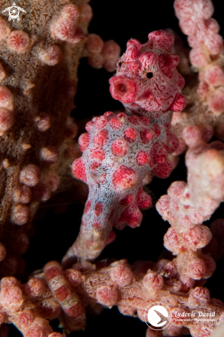 A Pygmy Seahorse