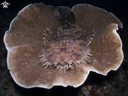 A Wobbegong Shark