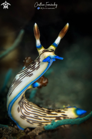 A Nembrotha lineolata | Nudibranch