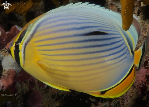 A Melon Butterflyfish 