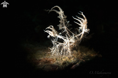 Nudibranch Melibe Colemani