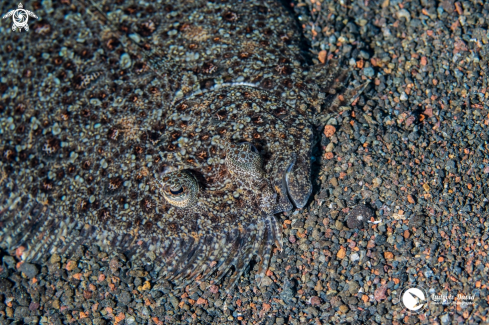 A Leopard Flounder