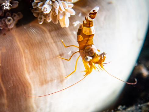A Sexy shrimp