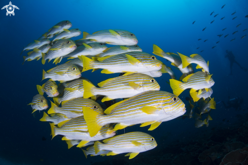 A Plectorhinchus polytaenia | Ribboned sweetlips