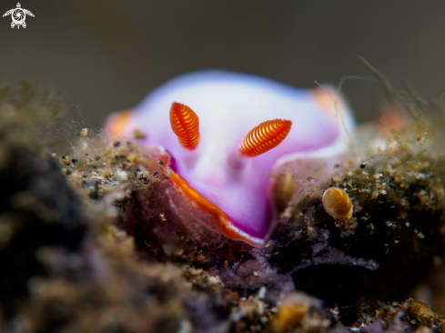 A Nudibranc