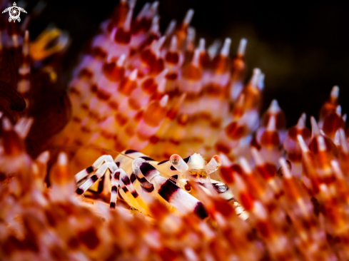 A Periclimenes colemani  | Coleman Shrimp