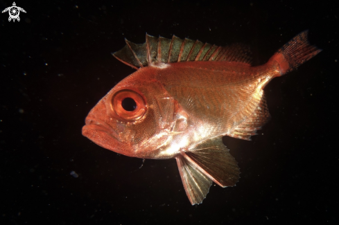 A A Juvenile Squirelfish