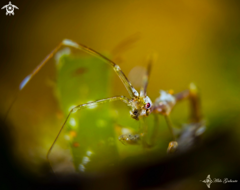 A Skeleton Shrimp