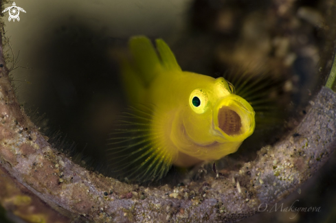 A Lemon goby