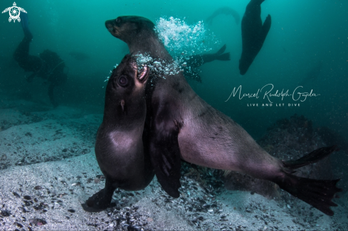 A Fur seals