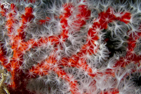 A Corallium rubrum | Red Coral