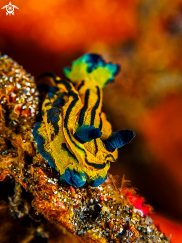 A Nudibranch