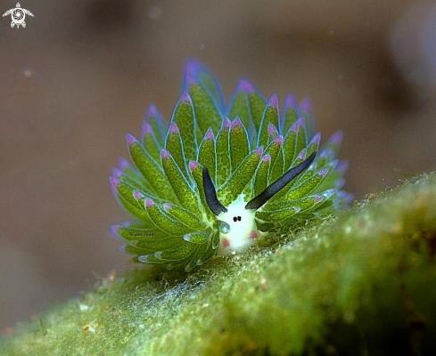 A Costasiella sp