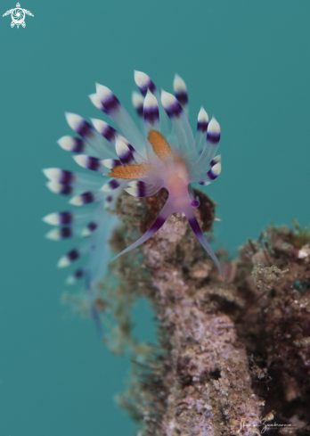 A Nudibranch 