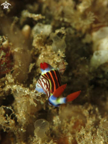 A Nembrotha aurea | Golden nembrotha