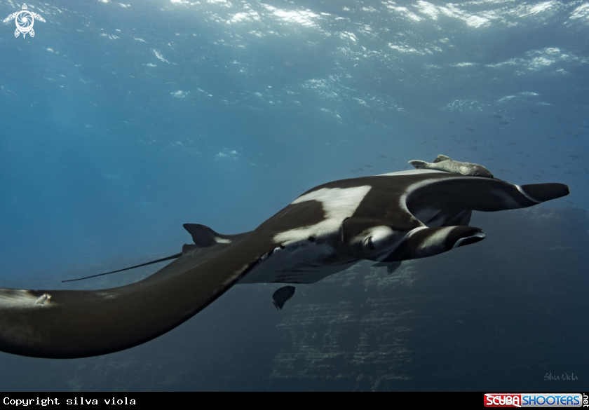 A Giant Oceanic Manta 