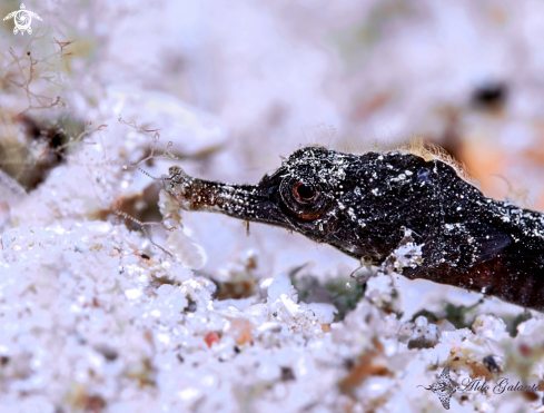 A Pipefish