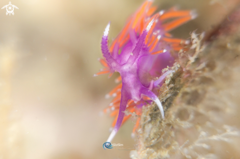 A nudi