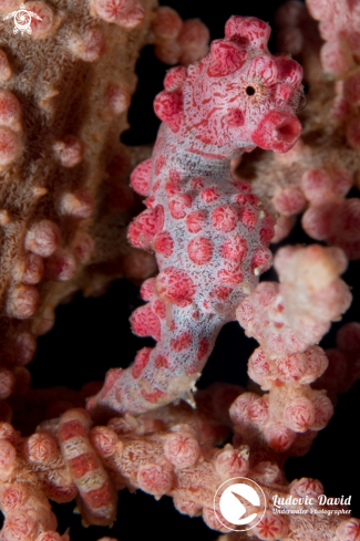 A Pygmy Seahorse