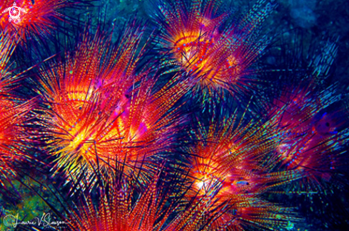 A Fire Urchins