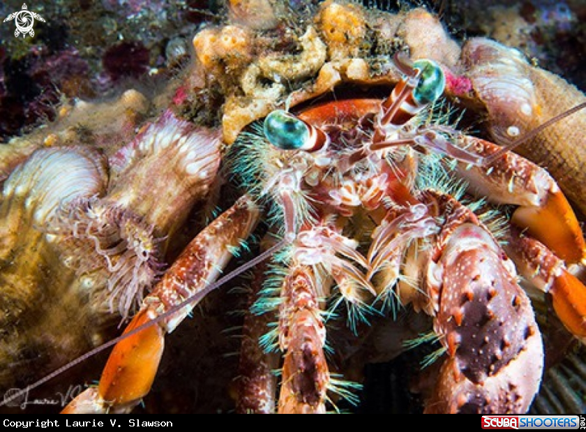 A Anemone Hermit Crab