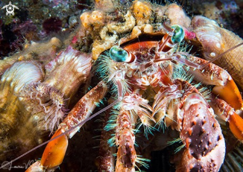 A Anemone Hermit Crab