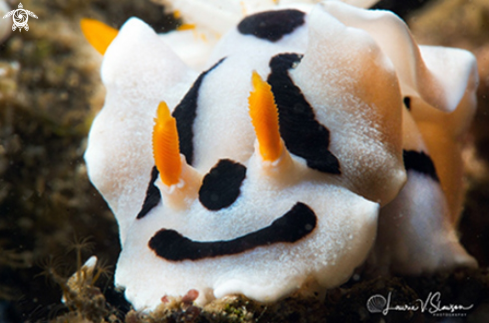 A Chromodoris dianae