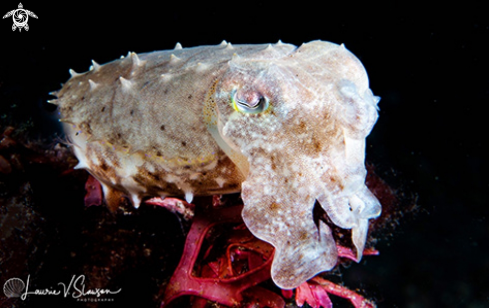A Juvenile Broadclub Cuttlefish