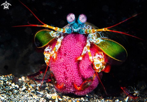 A Peacock Mantis Shrimp