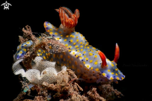 A Hypselodoris roo | NUDIBRANCH