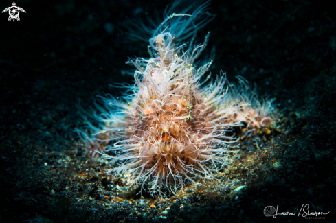 A Striated Frogfish