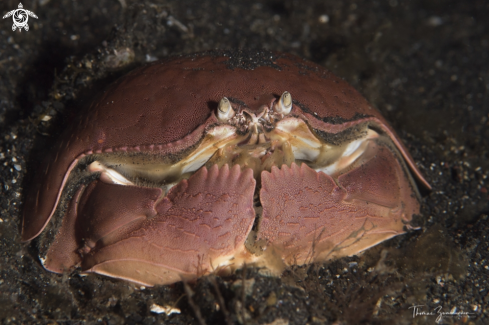 A Crab 