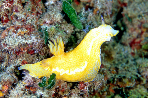 A nudibranch