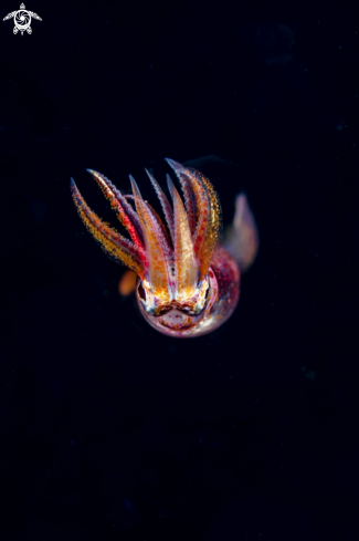 A Sthenoteuthis oualaniensis | Purpleback flying squid