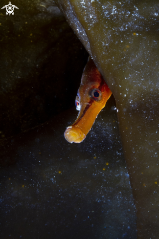 A Pipefish