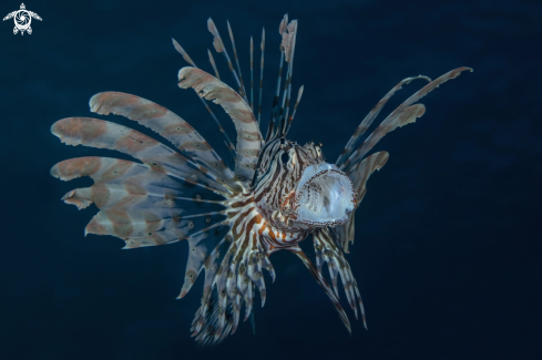 A lionfish