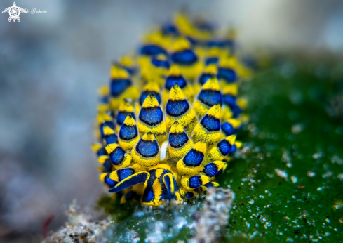 A Costasiella SeaSlug