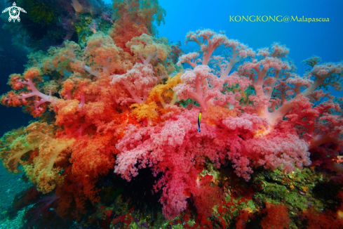 A Soft Coral